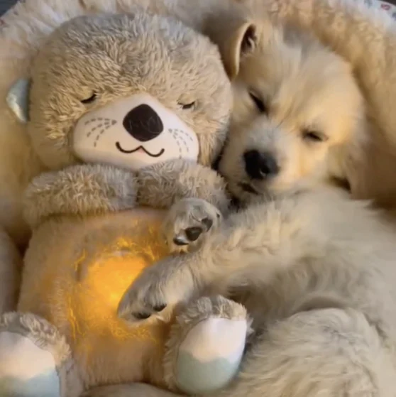 Peluche loutre zen apaisante chien